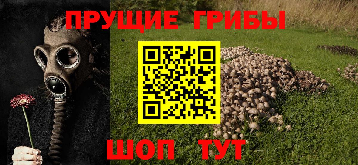 Галлюциногенные грибы Cubensis  Вход с VPN  Аша 